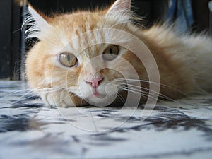 A Cream Tabby Cat Looking Down on the Floor