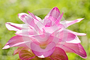 The close-up look of Curcuma aromatica flower