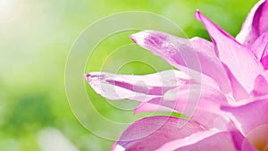 The close-up look of Curcuma aromatica flower