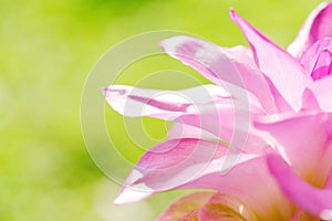 The close-up look of Curcuma aromatica flower photo