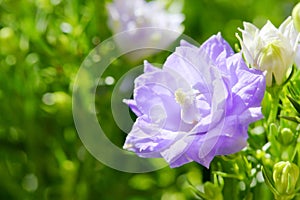 The close-up look of Danish Campanula flower