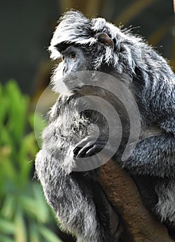 Close Up Look at an Ebony Langur Monkey in a Tree