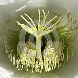 Close-up Look OF Echinopsis Spachiana golden torch cactus flower