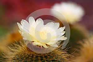 Close-up look of an Echinopsis tubiflora flower