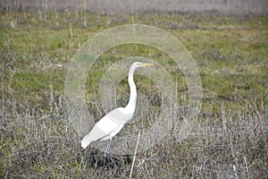 Close Up Look at a Great Egret Bird