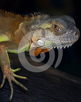 Close up look of Green Iguana