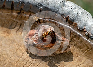 Close up look at a group of bees in Missouri.