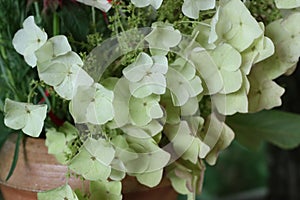 close-up look of hydrangea
