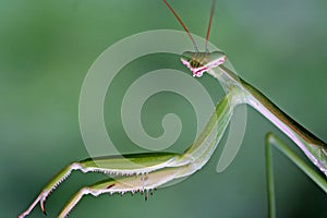 Close up look of mantis