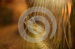 Close Up Look at a Prairie Rattler Snake