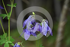 Close Up Look at a Pretty Blue Columbine Flower