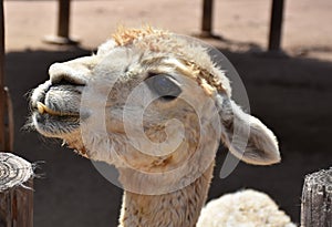 Close Up Look into the Profile of an Alpaca