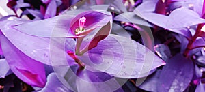 A close up look of Purple Queen or Tradescantia pallida photo