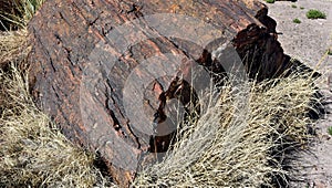 Close Up Look at a Slab of Petrified Wood