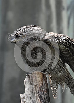 Close Up Look at a Tawny Frogmouth with Wings Parially Extended