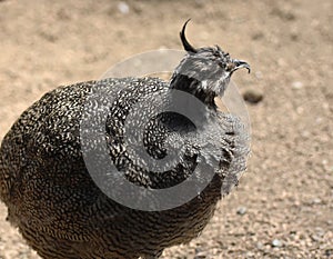 Close Up Look at a Tinamou Bird with a Dry Landscape