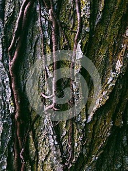 Close up look of tree barks with some roots and moss growing around