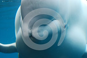 Close-Up Look at a White Beluga Whale Underwater