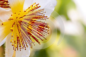 A close-up look on a white flower with yellow and red stamen an