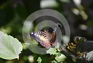 Close Up Look at the Wings of a Brown Clipper Butterfly