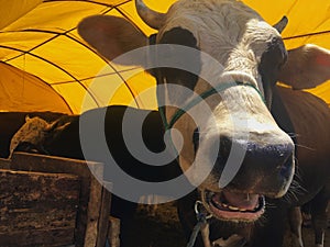 Close up looking at a cattle photo