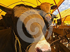 Close up looking at a cattle photo