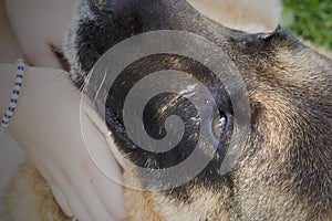 Close-up of the looking of an old German Shepherd dog