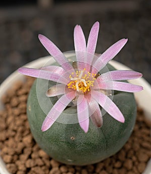 Close up  Lophophora with flower, desert plant with flower, desert plant