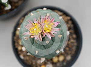 Close up  Lophophora koehresii  with flower, desert plant with flower, desert plant