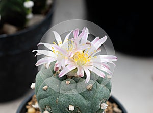 Close up  Lophophora koehresii  with flower, desert plant with flower, desert plant