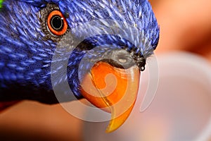 Close-up of Lory parrot photo