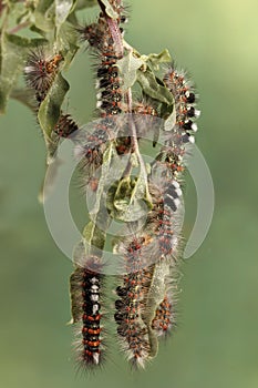 Close-up of a lot of caterpillars chews the leaves of the plant.