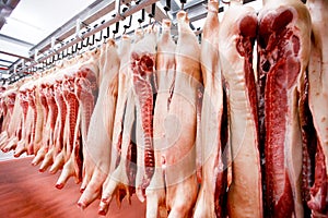 Close up a lot of chopped raw pork meat hanging and arrange and processing deposit in a refrigerator, in a meat factory.