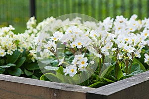 Close-up of lot white spring Common Primrose Primula