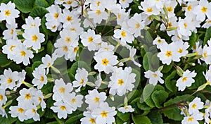 Close-up of lot white spring Common Primrose Primula