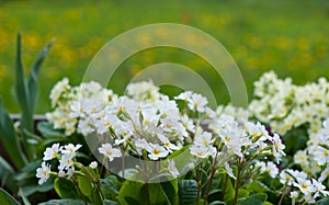 Close-up of lot white spring Common Primrose Primula