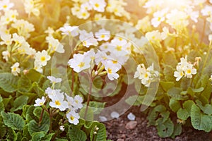 Close-up of lot white spring Common Primrose Primula