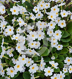 Close-up of lot white spring Common Primrose Primula