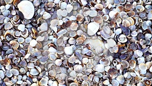 Close up lots of different mixed colorful seashells as background. Various corals, marine mollusk and scallop shells