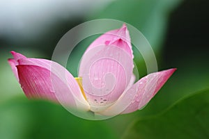 Close-up lotus