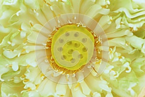 Close up lotus