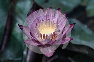 Close Up of Lotus Blossom