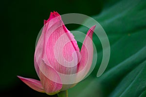 A close-up of a lotus bud