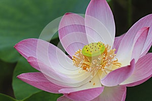 Close up Lotus flower