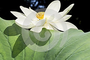 Close-up of lotus flower