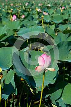 a close-up of a lotus flower on a background of green leaves.A pink lotus bud in the sunlight.The concept of a