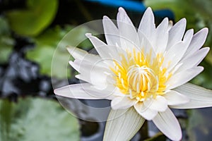Close-up lotus flower in the basin,Top view