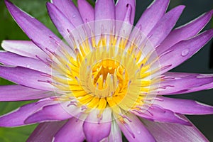 Close-up lotus flower,Beautiful lotus flower Blurred or blur soft focus