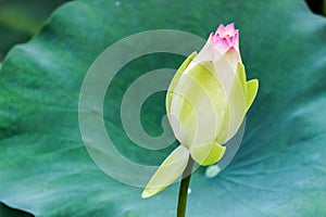 Close up of lotus flower bud with green leaves