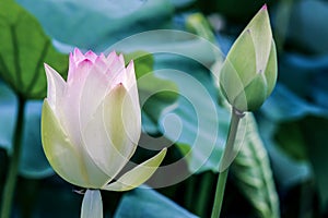 Close up of lotus flower bud with green leaves